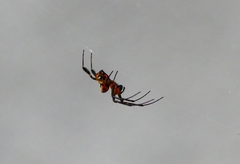 Leucauge fastigata