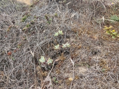 Dudleya