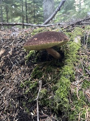 Aureoboletus mirabilis