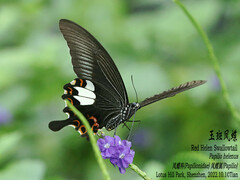 Papilio helenus
