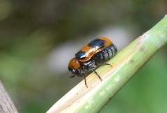 Coptocephala
