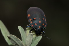 Pachycoris torridus