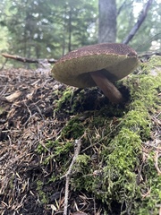 Aureoboletus mirabilis
