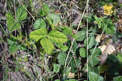 Macroptilium gibbosifolium