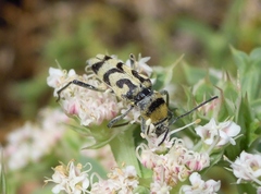 Chlorophorus varius