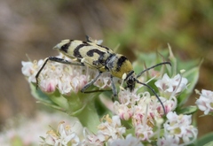 Chlorophorus varius