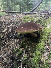 Aureoboletus mirabilis