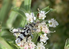 Chlorophorus varius