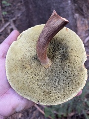 Aureoboletus mirabilis