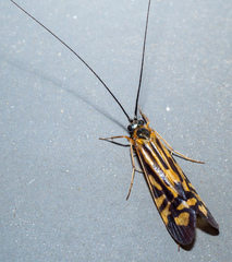 Macrostemum zebratum