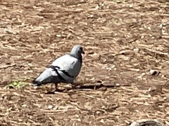 Columba livia domestica
