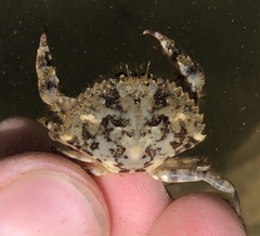 Metacarcinus anthonyi