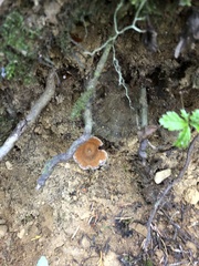 Coltricia cinnamomea