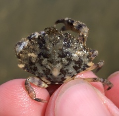 Metacarcinus anthonyi