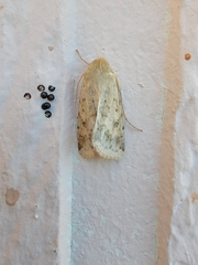 Heliocheilus paradoxus