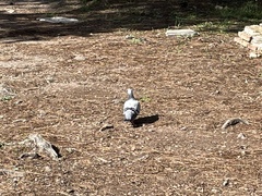 Columba livia domestica