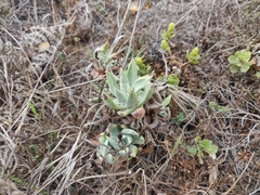 Dudleya