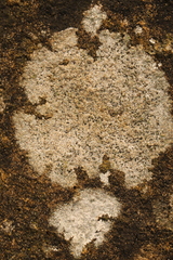 Protoparmeliopsis muralis