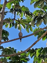Streptopelia decaocto