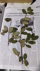 Erythroxylum confusum