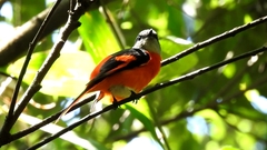 Pericrocotus solaris