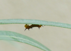 Euploea core