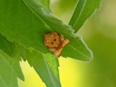 Platynota flavedana