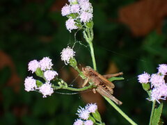 Entomophaga grylli