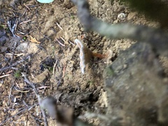 Coltricia cinnamomea