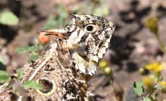 Phrynosoma cornutum