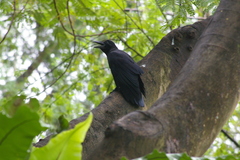 Corvus macrorhynchos levaillantii