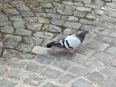 Columba livia domestica