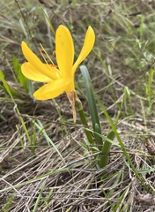 Sternbergia lutea