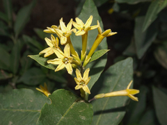 Cestrum parqui