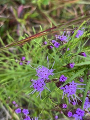 Liatris pilosa