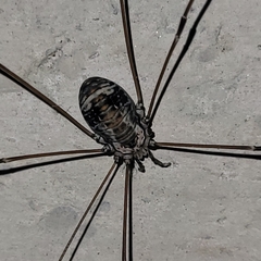 Leiobunum limbatum