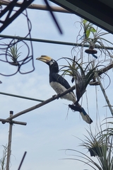 Anthracoceros albirostris