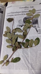 Erythroxylum confusum