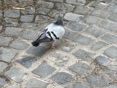 Columba livia domestica