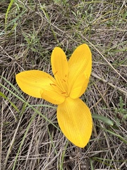 Sternbergia lutea