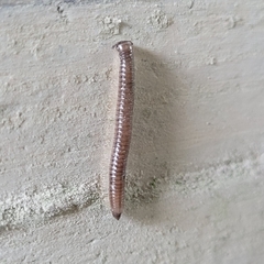 Cylindroiulus punctatus