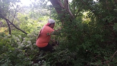 Erythroxylum confusum