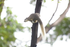 Callosciurus finlaysonii