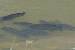 Oreochromis