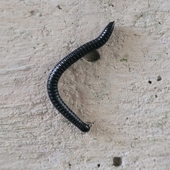 Tachypodoiulus niger