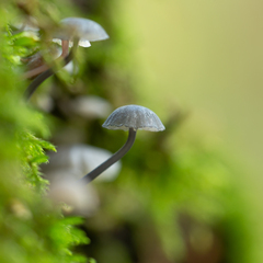 Mycena meliigena