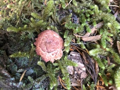 Chroogomphus tomentosus