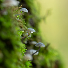 Mycena meliigena