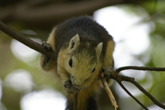 Callosciurus finlaysonii