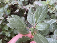 Parietaria